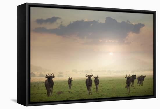Herd of Blue Wildebeest in Pilanesberg National Park-Jon Hicks-Framed Stretched Canvas