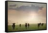 Herd of Blue Wildebeest in Pilanesberg National Park-Jon Hicks-Framed Stretched Canvas