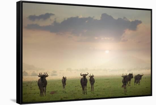 Herd of Blue Wildebeest in Pilanesberg National Park-Jon Hicks-Framed Stretched Canvas