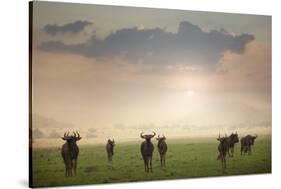 Herd of Blue Wildebeest in Pilanesberg National Park-Jon Hicks-Stretched Canvas