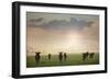 Herd of Blue Wildebeest in Pilanesberg National Park-Jon Hicks-Framed Photographic Print