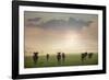 Herd of Blue Wildebeest in Pilanesberg National Park-Jon Hicks-Framed Photographic Print