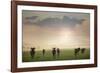 Herd of Blue Wildebeest in Pilanesberg National Park-Jon Hicks-Framed Photographic Print
