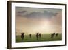 Herd of Blue Wildebeest in Pilanesberg National Park-Jon Hicks-Framed Photographic Print