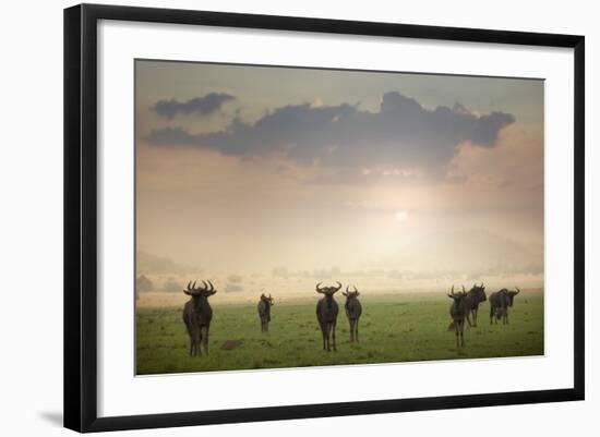 Herd of Blue Wildebeest in Pilanesberg National Park-Jon Hicks-Framed Photographic Print