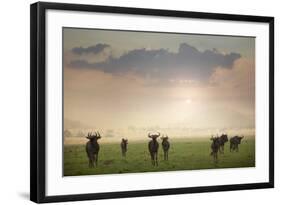 Herd of Blue Wildebeest in Pilanesberg National Park-Jon Hicks-Framed Photographic Print