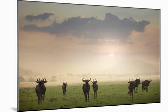 Herd of Blue Wildebeest in Pilanesberg National Park-Jon Hicks-Mounted Photographic Print