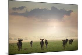 Herd of Blue Wildebeest in Pilanesberg National Park-Jon Hicks-Mounted Photographic Print