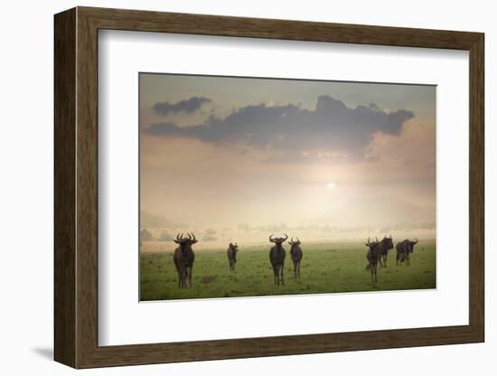 Herd of Blue Wildebeest in Pilanesberg National Park-Jon Hicks-Framed Photographic Print