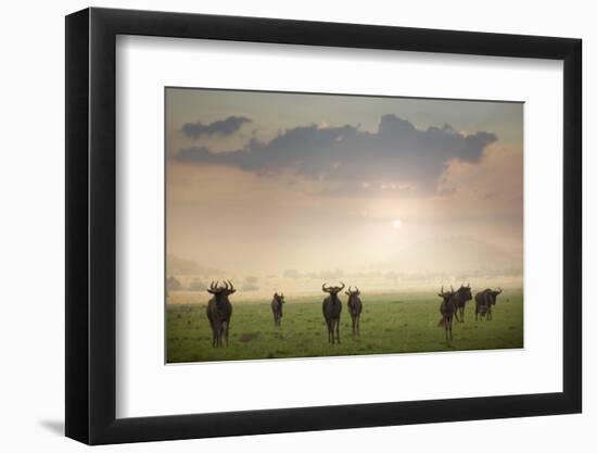 Herd of Blue Wildebeest in Pilanesberg National Park-Jon Hicks-Framed Photographic Print