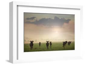 Herd of Blue Wildebeest in Pilanesberg National Park-Jon Hicks-Framed Photographic Print