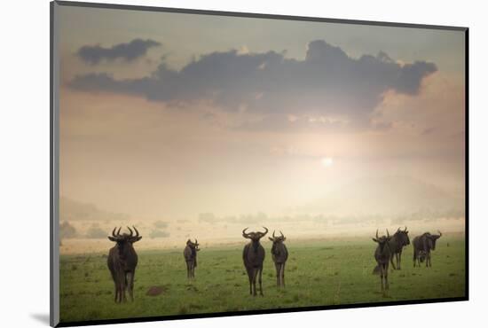 Herd of Blue Wildebeest in Pilanesberg National Park-Jon Hicks-Mounted Photographic Print