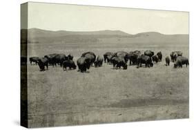 Herd of Buffalo Grazing-null-Stretched Canvas