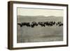 Herd of Buffalo Grazing-null-Framed Photographic Print