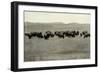 Herd of Buffalo Grazing-null-Framed Photographic Print