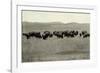 Herd of Buffalo Grazing-null-Framed Photographic Print