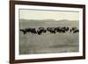 Herd of Buffalo Grazing-null-Framed Photographic Print