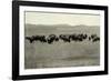 Herd of Buffalo Grazing-null-Framed Photographic Print