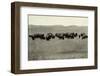 Herd of Buffalo Grazing-null-Framed Photographic Print