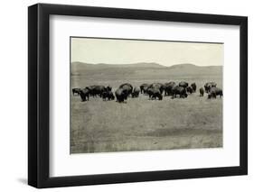 Herd of Buffalo Grazing-null-Framed Photographic Print