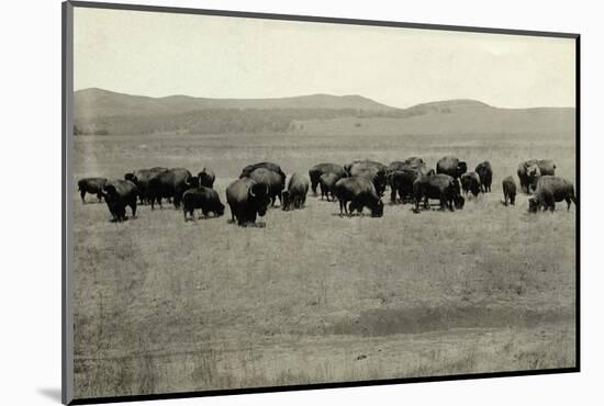 Herd of Buffalo Grazing-null-Mounted Photographic Print