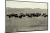 Herd of Buffalo Grazing-null-Mounted Photographic Print