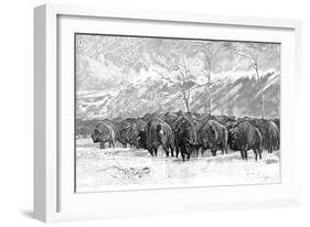 Herd of Buffalo in a Blizzard, 1887-null-Framed Art Print