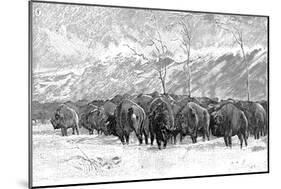 Herd of Buffalo in a Blizzard, 1887-null-Mounted Art Print