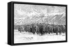 Herd of Buffalo in a Blizzard, 1887-null-Framed Stretched Canvas