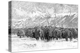 Herd of Buffalo in a Blizzard, 1887-null-Stretched Canvas