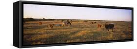 Herd of Cattle Grazing in a Field, Texas Longhorn Cattle, Kansas, USA-null-Framed Stretched Canvas