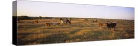 Herd of Cattle Grazing in a Field, Texas Longhorn Cattle, Kansas, USA-null-Stretched Canvas