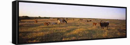 Herd of Cattle Grazing in a Field, Texas Longhorn Cattle, Kansas, USA-null-Framed Stretched Canvas