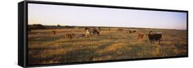 Herd of Cattle Grazing in a Field, Texas Longhorn Cattle, Kansas, USA-null-Framed Stretched Canvas