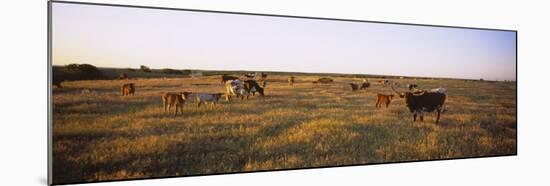 Herd of Cattle Grazing in a Field, Texas Longhorn Cattle, Kansas, USA-null-Mounted Premium Photographic Print