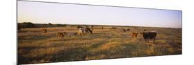 Herd of Cattle Grazing in a Field, Texas Longhorn Cattle, Kansas, USA-null-Mounted Premium Photographic Print