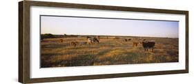 Herd of Cattle Grazing in a Field, Texas Longhorn Cattle, Kansas, USA-null-Framed Photographic Print