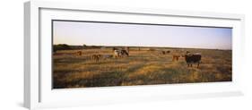 Herd of Cattle Grazing in a Field, Texas Longhorn Cattle, Kansas, USA-null-Framed Photographic Print