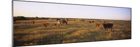 Herd of Cattle Grazing in a Field, Texas Longhorn Cattle, Kansas, USA-null-Mounted Photographic Print