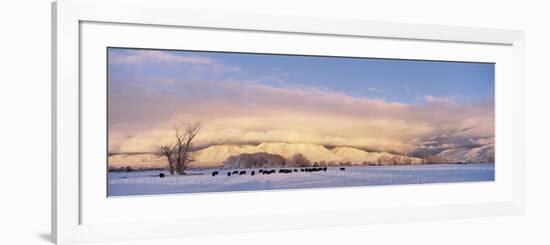 Herd of Cattle Grazing in a Snow Covered Field, Taos Mountain, New Mexico, USA-null-Framed Photographic Print