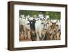 Herd of Cattle-Darrell Gulin-Framed Photographic Print