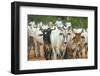 Herd of Cattle-Darrell Gulin-Framed Photographic Print