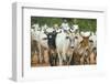 Herd of Cattle-Darrell Gulin-Framed Photographic Print