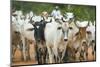 Herd of Cattle-Darrell Gulin-Mounted Photographic Print