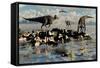 Herd of Corythosaurus Duckbill Dinosaurs Grazing-null-Framed Stretched Canvas