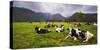 Herd of Cows at Hacienda Zuleta Farm, Imbabura, Ecuador, South America-Matthew Williams-Ellis-Stretched Canvas