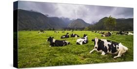 Herd of Cows at Hacienda Zuleta Farm, Imbabura, Ecuador, South America-Matthew Williams-Ellis-Stretched Canvas