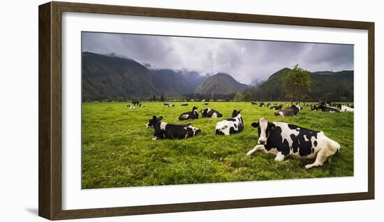 Herd of Cows at Hacienda Zuleta Farm, Imbabura, Ecuador, South America-Matthew Williams-Ellis-Framed Photographic Print