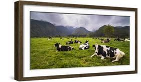 Herd of Cows at Hacienda Zuleta Farm, Imbabura, Ecuador, South America-Matthew Williams-Ellis-Framed Photographic Print