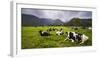 Herd of Cows at Hacienda Zuleta Farm, Imbabura, Ecuador, South America-Matthew Williams-Ellis-Framed Photographic Print